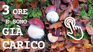 stamani 9 kg di felicità  PORCINI ovunque [upl. by Sufur]