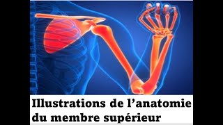 Illustrations de l’anatomie du membre supérieur [upl. by Mano565]