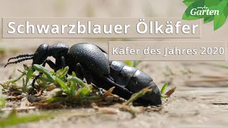 Schwarzblauer Ölkäfer  Käfer des Jahres 2020  MDR Garten [upl. by Yreme]