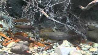 Tongariro National Trout Centre  Kokopu tank [upl. by Avin]