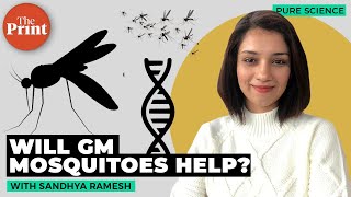 Why are scientists genetically modifying mosquitoes [upl. by Heymann]