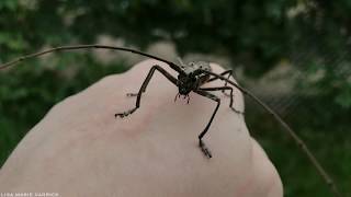 Male Northeastern Pine Sawyer Beetle  Monochamus notates  HD [upl. by Marcelline]