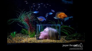 Jasper the Catfish Is So Lucky to Have a Unique Aquarium to Watch Fish [upl. by Jacquelyn]