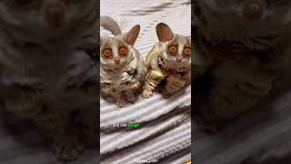 Bushbabies Discovering the Galagos Hidden Charms [upl. by Eeclehc]