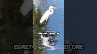 Great Egrets and the Impressive Art of Fishing [upl. by Rovner]