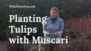 Planting Tulips with Muscari Grape Hyacinths [upl. by Nodab]