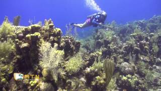 Roatan Diving  West End Wall [upl. by Datha936]