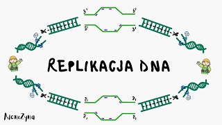 Genetyka Replikacja DNA [upl. by Hacissej]