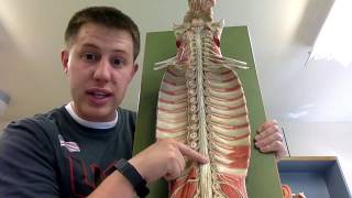 Anatomy I Episode 18 The Spinal Cord Large Model and Spinal Nerves  TEACHER T [upl. by Brianna754]