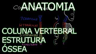 Aula Anatomia  Coluna Vertebral  Estrutura Óssea  Anatomia Humana Osteomuscular [upl. by Noissap]