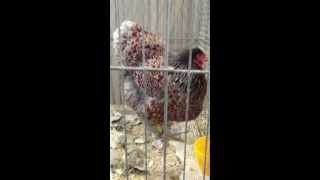 BLUE LACED WYANDOTTE AT CHESHIRE POULTRY BLUE LACED REDS [upl. by Nomzaj]