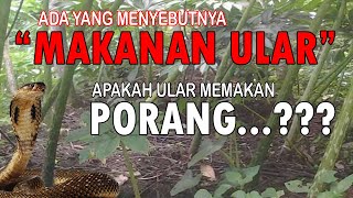 Kenapa PORANG Disebut Makanan Ular [upl. by Bullis]