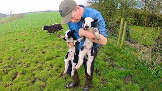 BEST TIME OF THE YEAR ON THE FARM  SHEEP GETTING STUCK [upl. by Filbert]