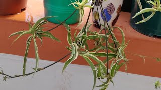 Spider plant propagation [upl. by Nosrac]