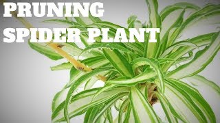 pruning spider plants [upl. by Gillett]