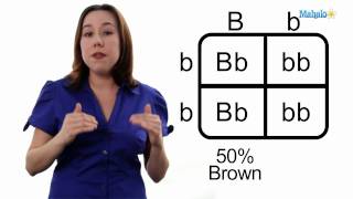 Genotypes Phenotypes and Punnett Square [upl. by Enowtna683]