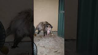 Opossum Sounds Like a Dragon  More VideosOldSoulOutdoorsnature wildlife hunting opossum trap [upl. by Krause806]