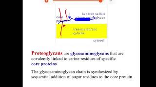 Proteoglycans [upl. by Caren]