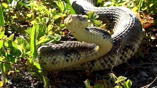 RATTLESNAKE HUNTING Venango County Pennsylvania  Box Turtles Venomous Snake Season Pa  USA 2021 [upl. by Naz]