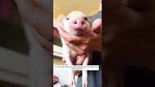 pig animals piggy pets cute shortvideo funny funnypics comedy piglet animalshorts dance [upl. by Iralam]