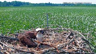 Patuxent River Park Osprey Nest 1 [upl. by Stephenson]