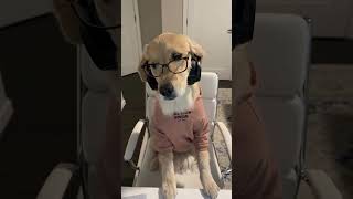 WORK FROM HOME EMPLOYEES😁techie subscribemychannel trendingshorts dog millionviews funny [upl. by Johna]