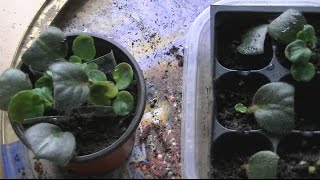 How to Propagate African Violet From Leaf Cutting [upl. by Rennug]