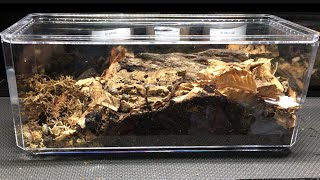 Isopod Display Enclosures on A Budget [upl. by Chaiken]