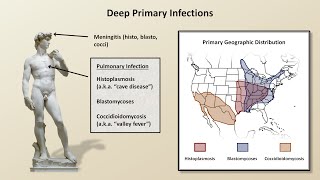 An Overview of Fungal Infections Fungal Infections  Lesson 2 [upl. by Tullius]