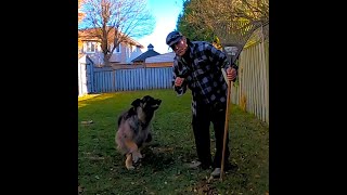 A Quick Yard Rake With A German Shepherd [upl. by Kevan]