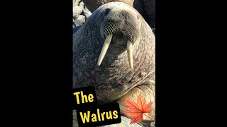 The Walrus Massive Giants of the Canadian Arctic [upl. by Jacquet]