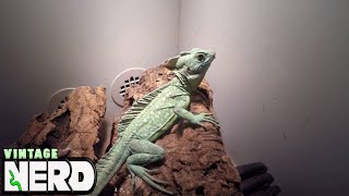 Green Basilisks AKA Basiliscus plumifrons [upl. by Jarlathus292]