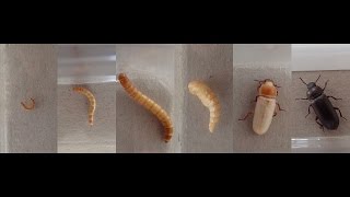 Documentary quotMealworm to Beetle Ontogenyquot  Dokumentation quotMehlwurm zu Käfer Ontogenesequot [upl. by Drucy739]