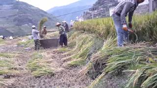 Harvesting and threshing rice manually [upl. by Minny]