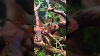 German Blue Ram spawning ramirez filialaquatics aquariummadurai [upl. by Randy686]