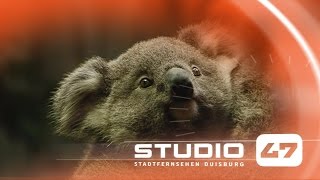 STUDIO 47 Live  TIERBABYS IM DUISBURGER ZOO [upl. by Arianie]