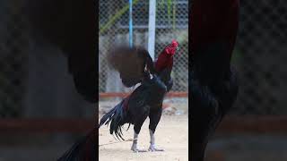 sandaseval videos  sandakoli valarppu  kattu seval shorts rooster aseel [upl. by Cole]