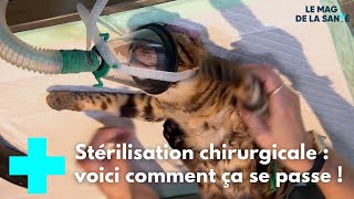 Stérilisation  une chirurgie préventive  Le Magazine de la Santé [upl. by Plato814]