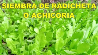 SIEMBRA DE RADICHETA O ACHICORIA [upl. by Penrod]