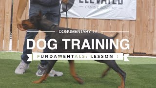 DOG TRAINING FUNDAMENTALS LESSON 3 LURING [upl. by Hodge]