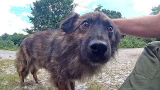 Abandoned Dog Waits 60 Days By Roadside For Someone To Rescue Him  Howl Of A Dog [upl. by Boelter971]