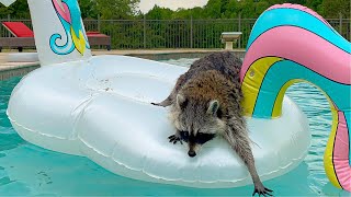 Raccoon Swimming in Backyard Pool [upl. by Aracaj]