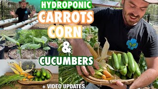 Hydroponic Carrots Corn and Cucumbers Plus Updates [upl. by Nitin661]