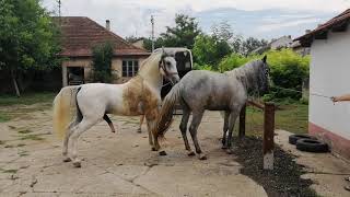 HORSE MATING HORSE IN HEAT MATING [upl. by Pacheco205]