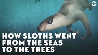 How Sloths Went From the Seas to the Trees [upl. by Inez]