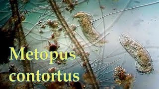 Metopus contortus [upl. by Natek]