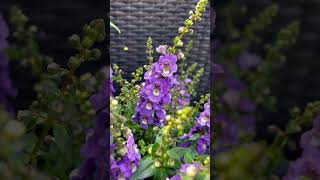 Angelonia biflora flower flowers [upl. by Hagai]