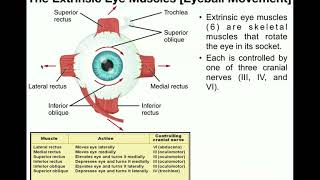 REM Rapid Eye Movement experiment [upl. by Albright550]