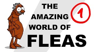 The Amazing World of Fleas  Plain and Simple Part 1 [upl. by Roderic788]