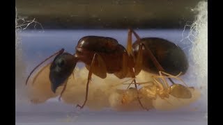 How long does it take to rear an ant colony starting from the queen a timeline Camponotus irritans [upl. by Eimot309]